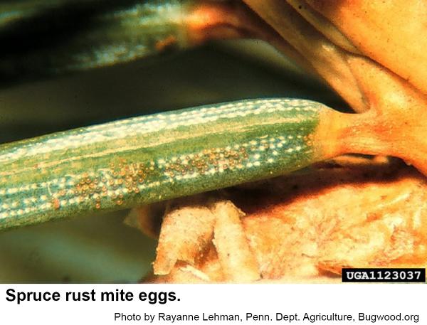 Spruce rust mite eggs
